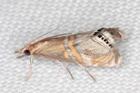 Euchromius bella