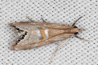 Euchromius bella