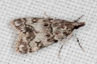 Eudonia lacustrata