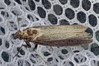 Oncocera semirubella