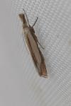 Crambus pascuella