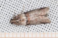 Acrobasis consociella