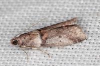 Acrobasis consociella