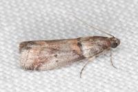 Acrobasis consociella