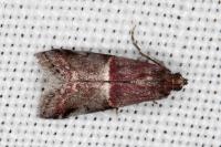 Acrobasis marmorea