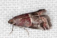 Acrobasis marmorea