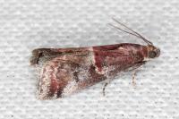 Acrobasis marmorea