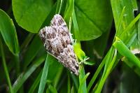 Eudonia mercurella