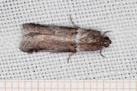 Acrobasis sodalella