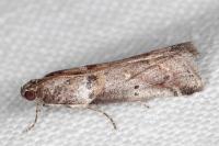 Acrobasis sodalella
