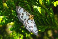 Anania hortulata