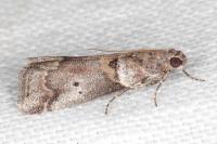 Acrobasis sodalella