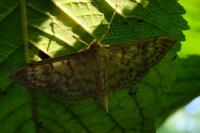Patania ruralis