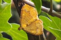 Camptogramma bilineata