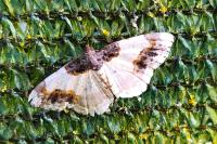 Ligdia adustata