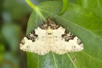 Xanthorhoe fluctuata