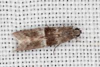 Elegia atrifasciella
