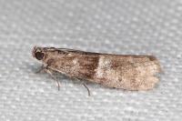 Elegia atrifasciella