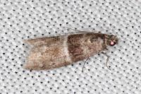 Elegia atrifasciella