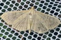 Patania ruralis