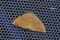 Watsonalla binaria