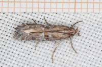 Pempeliella ardosiella venturiella
