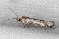 Pempeliella ardosiella venturiella