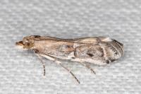 Pempeliella ardosiella venturiella