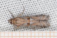 Pempeliella sororiella