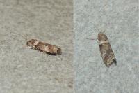 Acrobasis consociella/sodalella
