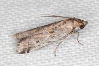 Pempeliella sororiella
