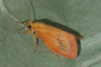 Miltochrista miniata