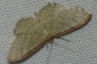 Idaea humiliata