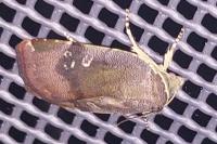 Noctua janthe
