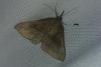 Hypena proboscidalis