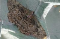 Alcis repandata