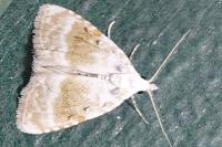 Meganola albula