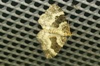 Epirrhoe alternata