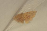 Cyclophora puppillaria
