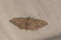Idaea efflorata