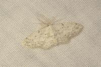 Idaea seriata