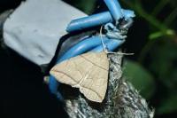 Herminia grisealis