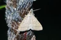 Herminia tarsipennalis