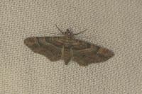 Gymnoscelis rufifasciata