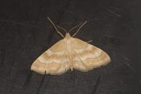 Idaea rainerii
