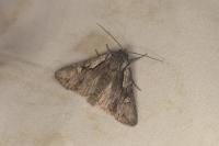 Chloantha hyperici
