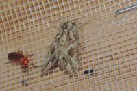 Trichoplusia ni