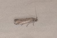 Pempeliella