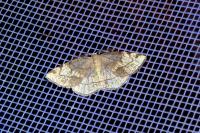 Stegania trimaculata