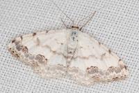 Scopula decorata